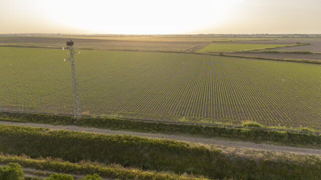 Aerial view of vast agricultural fields with neat crop rows and a stork nest atop a utility pole at sunset, Coria del Rio, Andalusia, Spain.