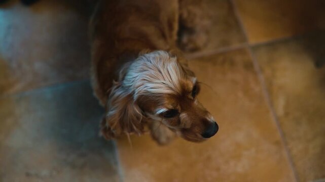 A small brown dog is seen investigating its surroundings with curiosity. It moves around a well-lit room with tiled flooring, displaying playful behavior and attentiveness