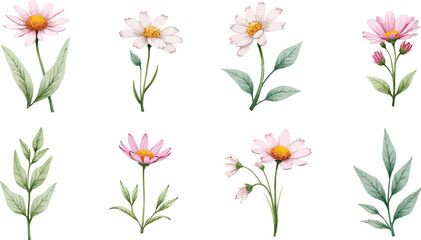 Fototapeta premium Watercolor Illustration of Delicate Pink Flowers with Green Stems and Leaves.