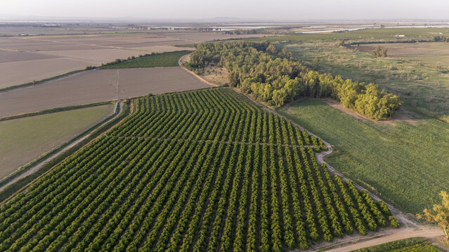 Aerial view of neat rows of citrus trees in an orchard beside a small forest and flat agricultural fields in Coria del Rio, Andalusia, Spain.