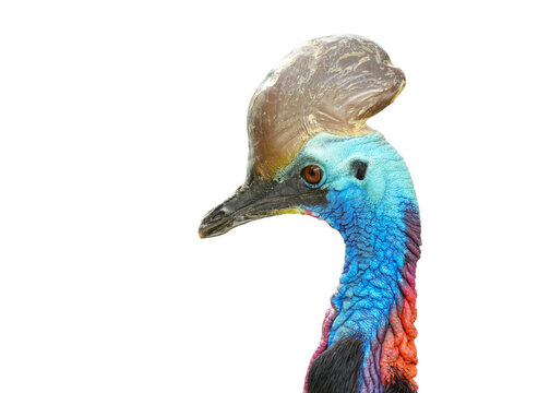 Head short of cassowary is a large flightless bird in Australia  and has been dubbed "the most dangerous bird in the world.&rdquo; Isolated on white background. This has clipping path.