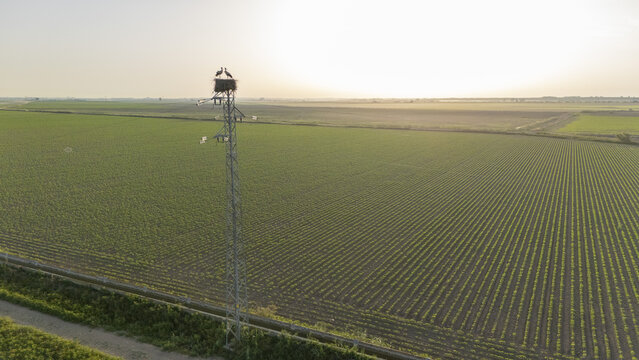 Aerial view of storks nesting on top of an electricity pylon overlooking vast green agricultural fields during golden hour in Coria del Rio, Andalusia, Spain.
