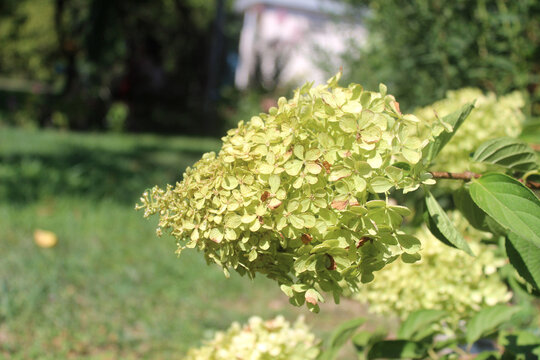 Close-up of green panicle hydrangea