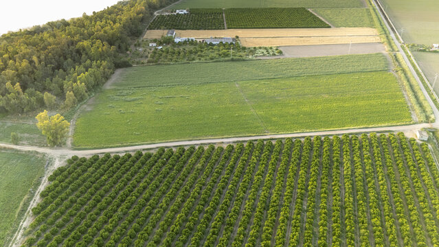 Aerial view of lush agricultural fields and neat rows of orchards bordering a dense forest under warm golden light in Coria del Rio, Andalusia, Spain.