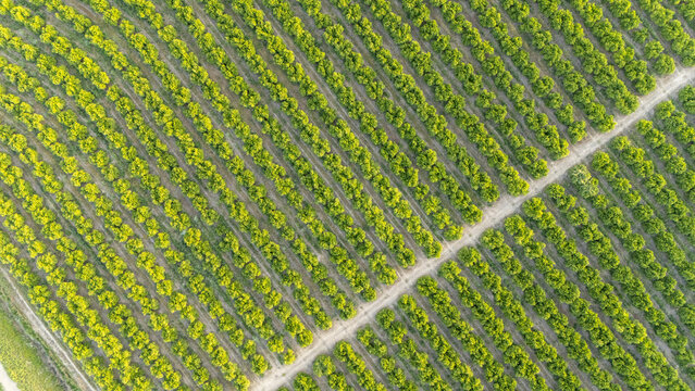Aerial view of lush green orchard rows with a diagonal dirt path under bright daylight in Coria del Rio, Andalusia, Spain.