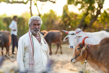 An elderly farmer stands in a rural farmyard with buffaloes in the background © PRASANNAPIX