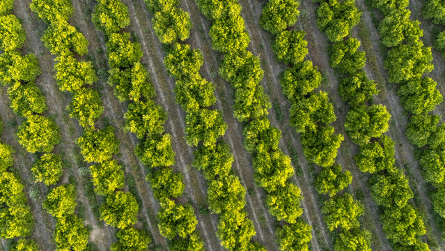 Aerial view of lush green trees arranged in neat diagonal rows within a cultivated orchard Coria del Rio, Andalusia, Spain.