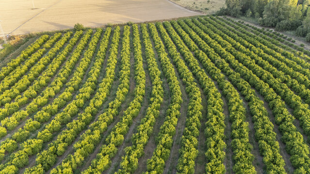 Aerial view of lush green citrus orchard rows with curved patterns under golden sunlight near a dry field in Coria del Rio, Andalusia, Spain.