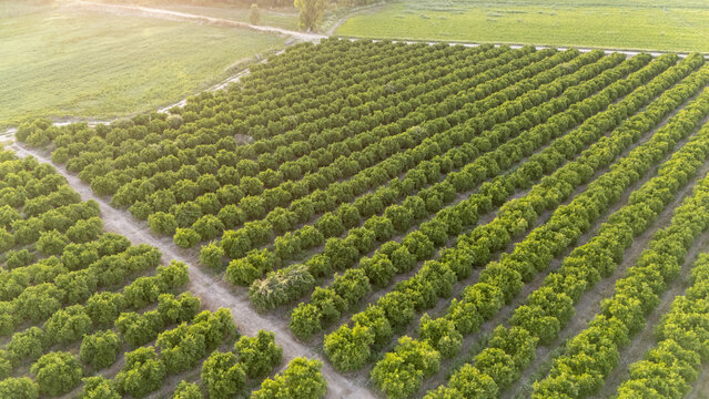Aerial view of neat rows of lush green citrus trees in an orchard during golden hour with dirt paths and surrounding fields Coria del Rio, Andalusia, Spain.
