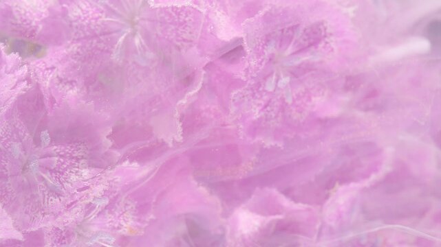 Soft pink ruffled petals swirling like cotton, delicate textures with silky motion and pastel haze, intimate macro capturing floral depth and gentle rhythm,