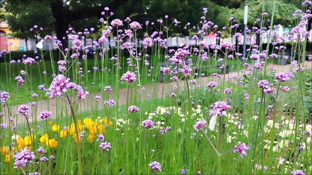 A tall, umbrella-shaped verbena (Verbena bonariensis) bed full of purple flowers is presented, with a few white cabbage butterflies (Pieris brassicae) fluttering among the flowers, and in the backgrou