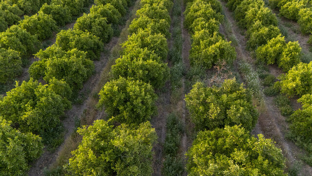 Aerial view of neat rows of lush green citrus trees in an orchard during golden hour in Coria del Rio, Andalusia, Spain.