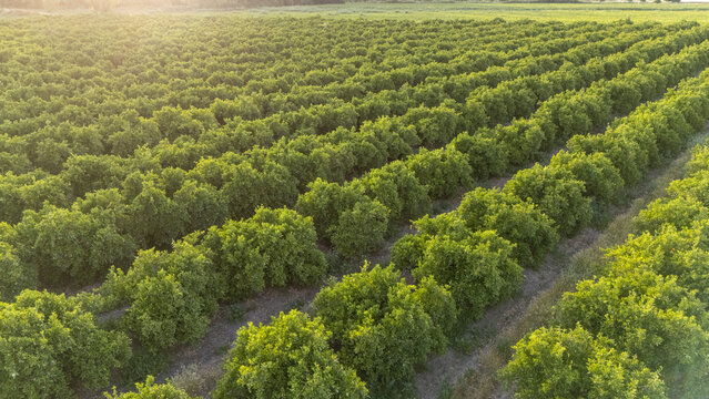 Aerial view of an orchard with rows of green citrus trees under warm sunlight in Coria del Rio, Andalusia, Spain.