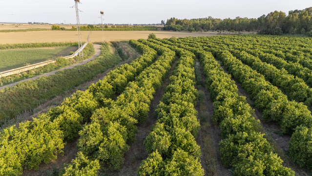 Aerial view of lush green orchard rows beside an irrigation canal and a dirt path under soft sunlight in Coria del Rio, Andalusia, Spain.