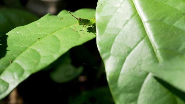 Green Tropical Weevil Resting on Leaf in Sunlight Macro Close Up