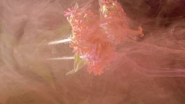 Gentle pink underwater. Vibrant petals wrapped in dreamy pink vapor serenity. Tranquil scene of pink fog embracing delicate bloom beneath gentle glow