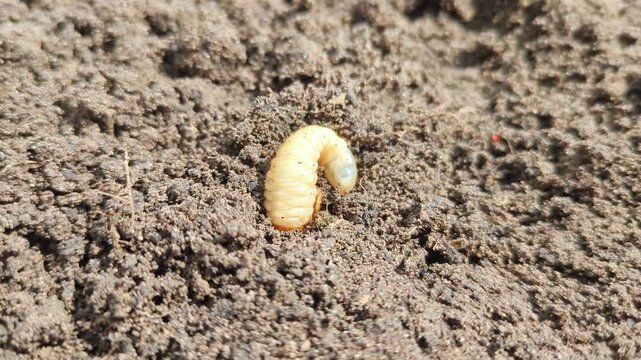 Close-up of white May beetle grub (larva) digging into dark soil. Gardening, agricultural pests, soil biology, farming, ecological concepts