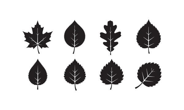 Leaf silhouette vector set with maple oak and birch leaves collection isolated on white background

