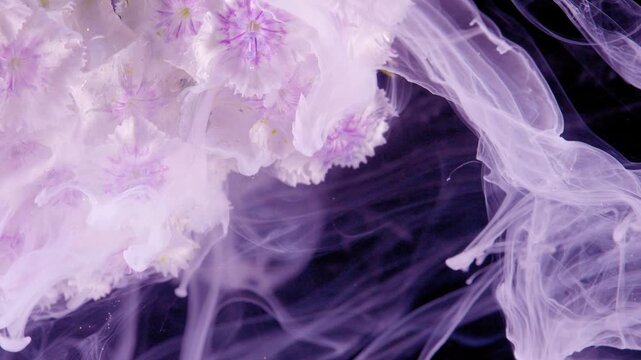 White hydrangea emerging from creamy ink, milky plumes cascade over textured petals against black backdrop, closeup macro capture, surreal organic motion