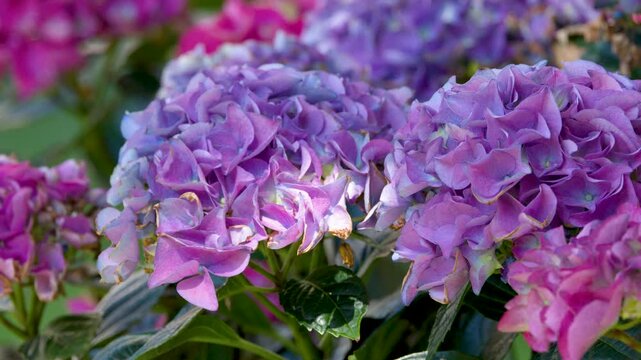 Close Up of Purple and Pink Hydrangea Macrophylla Flowers in Garden