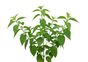 Obraz premium Fresh Green Basil Plant on White Background
