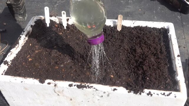 Man watering seeds in repurposed polystyrene tray using a DIY plastic bottle watering can