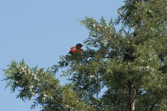 Male Scarlet Minivet Perched Among Conifer Branches Against Blue Sky