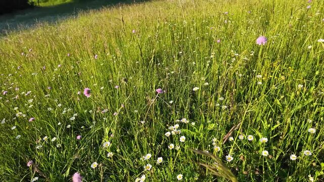 Lush Green Meadow with Wildflowers in Sunny Piedmont Italy