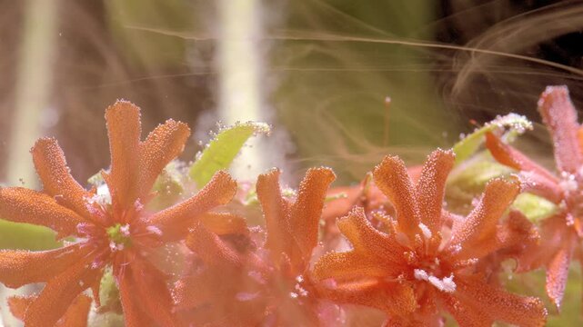 Macro view of petal structures. Scientific style captures petal and surface details. Highresolution macro shot emphasizing petal droplets and texture