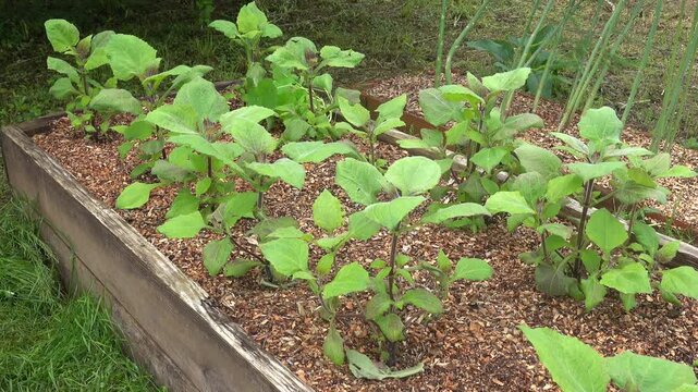 Yacon plants growing in wooden raised garden bed organic Andean tubers crop