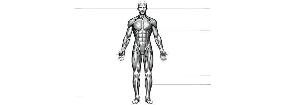 Vector illustration of muscular man anatomy illustration with labeled muscle groups
