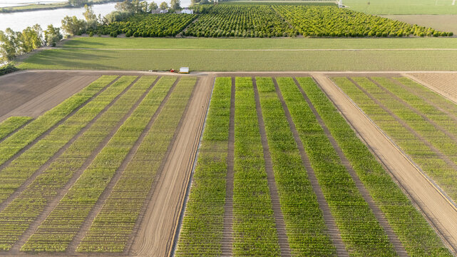 Aerial view of the agricultural fields at Finca El Majano with neat rows of green crops and soil paths near the riverbank in Coria del Rio, Andalusia, Spain.