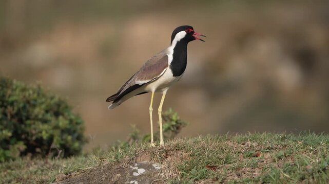 Red-wattled Lapwing Calling on Rocky Ground in Natural Habitat, Wildlife Bird 4K