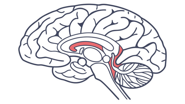 Human brain anatomy section diagram with highlighted structures, neurology