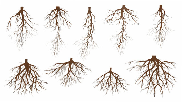Collection of exposed plant roots a vector illustration with varying shapes and brown coloration branching root system structure