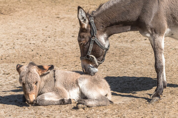 Fototapeta premium Mother Donkey Caring for Her Baby Foal on a Sunny Farm. Caring mother donkey next to her foal resting on the ground on a rural farm. Touching animal relationships. Motherly love in the wild. 