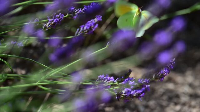 Cleopatra butterfly (Gonepteryx cleopatra) sitting on blossoming lavender in the Provence in France during a sunny summer day. Slow motion clip.