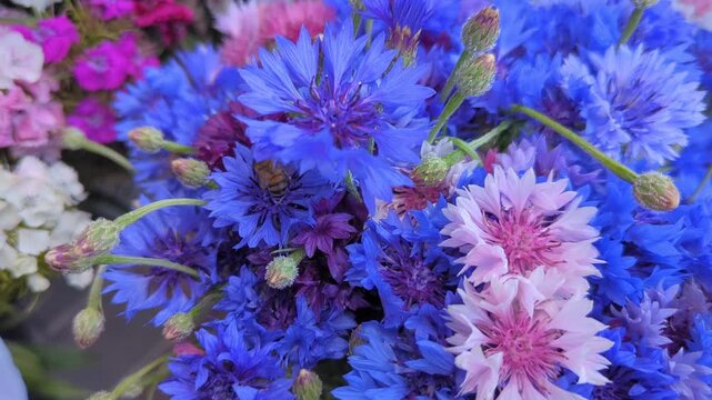 Close up of bee on cornflowers and blooming hydrangea bouquet