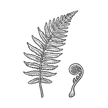 Green fern leaf and young fiddlehead sprout. Botanical engraving vintage vector illustration isolated on white. Hand drawn style