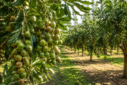 Premium Macadamia Nut Orchard with Productive Trees in Commercial Sustainable Agriculture Landscape