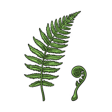 Green fern leaf and young fiddlehead sprout. Botanical engraving vintage vector illustration isolated on white. Hand drawn style