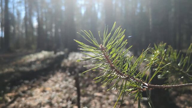 Close-up of green pine branch in forest in bright sunlight. Nature background, ecology, forestry and tranquil background concepts