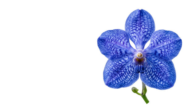 Vibrant blue vanda orchid flower isolated on white background, exotic tropical orchid bloom with purple veins, botanical floral element for design