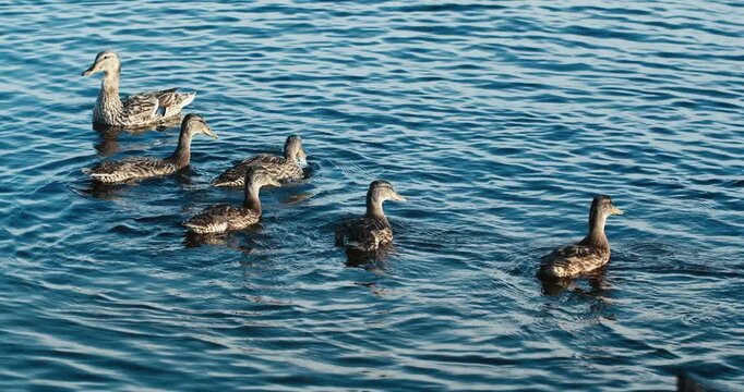A small group of wild mallard ducks swims across rippling deep-blue water in the evening, with one bird dabbling head-down to feed.