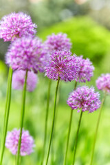 Obraz premium Nature background with spring flowers. Selective and soft focus. Close up.