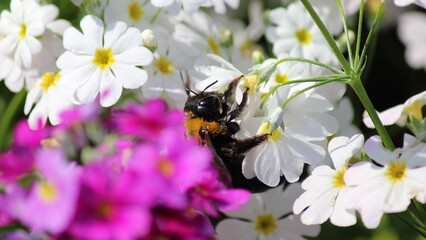 花にしがみついて蜜を吸うクマバチ © さんがつうさぎ