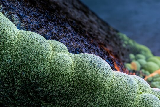Textured bread crust surface close up with vibrant lime and navy lighting for culinary editorial, artisan bakery branding and creative food texture background