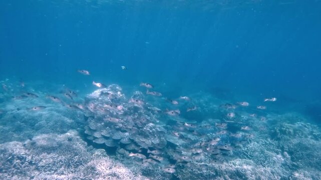 Tracking shot to Blackspot snapper (Lutjanus fulviflamma) swimming in schools in the deep blue clear waters bathe in glittering sunlight beams shining from the surface. Dauin, Philippines