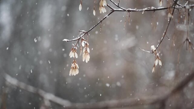 Snow falling in the background over close up samaras seeds