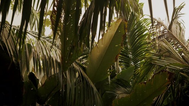 Lush tropical palm fronds in dense jungle vegetation in Flores, Peten, Guatemala.